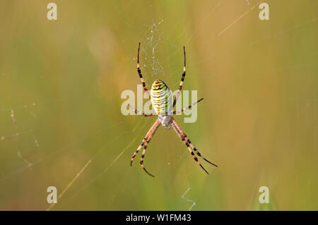 Wasp spider (Argiope Bruennichi) sitzt auf einem Spinnennetz Stockfoto