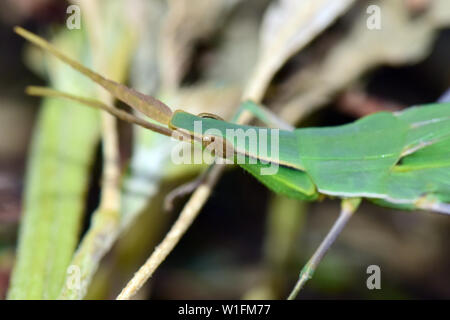 Kegel - vorangegangen Heuschrecke, Gerochene Grashüpfer, und Mediterrane Schräge - konfrontiert, Heuschrecke, Acrida ungarica, Gewöhnliche Nasenschrecke Stockfoto