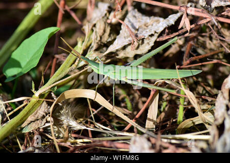 Kegel - vorangegangen Heuschrecke, Gerochene Grashüpfer, und Mediterrane Schräge - konfrontiert, Heuschrecke, Acrida ungarica, Gewöhnliche Nasenschrecke Stockfoto