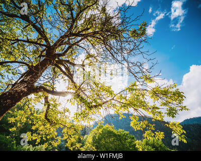 Sommer Wald Baum Stockfoto