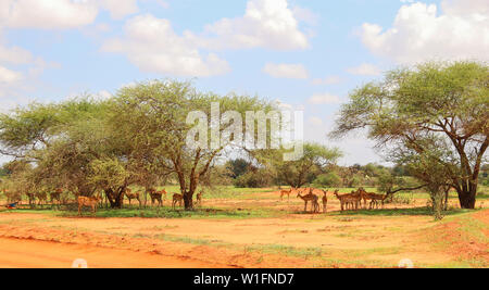 Herde von Grant's Gazelle (Gazella Granti) unter im Schatten im Tsavo Ost Nationalpark, Kenia, Afrika Stockfoto