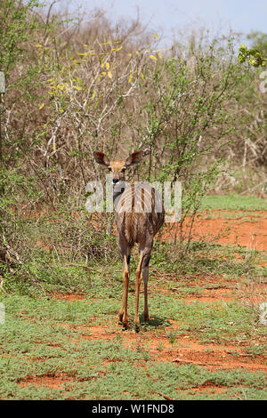 Weniger Kudu (Tragelaphus imberbis) verdreht Hallo im Tsavo Ost Nationalpark, Kenia, Afrika sagen Stockfoto