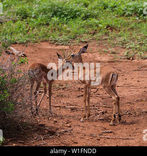 Kirk's Dik-dik (Madoqua kirki) Weibliche in Tsavo Ost Nationalpark, Kenia, Afrika Stockfoto