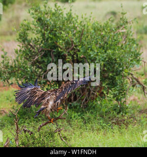 Wunderschöne einsame tawny Eagle (Aquila rapax) taking flight - Tsavo Ost Nationalpark, Kenia, Afrika Stockfoto