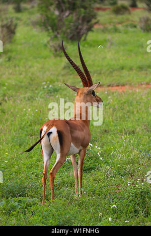 Grant's Gazelle (Gazella Granti) im Tsavo Ost Nationalpark, Kenia, Afrika Stockfoto