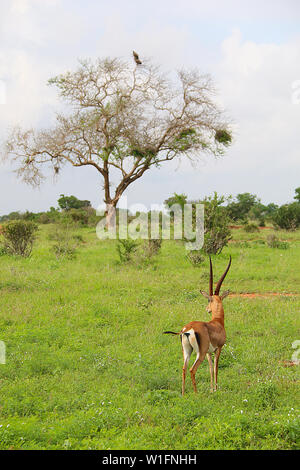 Grant's Gazelle (Gazella Granti) mit Weiß-backed Geier (Tylose in Africanus) auf einem tree top Abstand, den Tsavo Ost Nationalpark, Kenia, Afrika Stockfoto