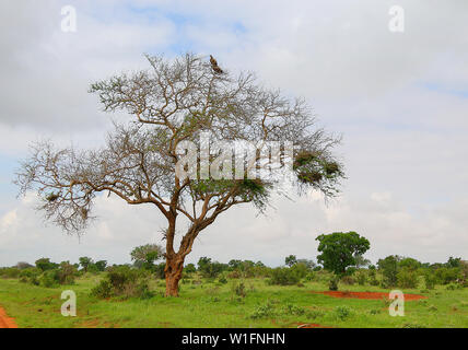 Weiß-backed Geier auf einem Nest (Tylose in Africanus) auf einem Baum oben, Tsavo Ost Nationalpark, Kenia, Afrika Stockfoto