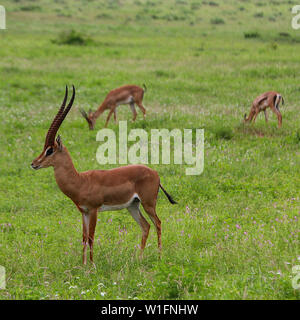 Grant's Gazelle (Gazella Granti) im Tsavo Ost Nationalpark, Kenia, Afrika Stockfoto