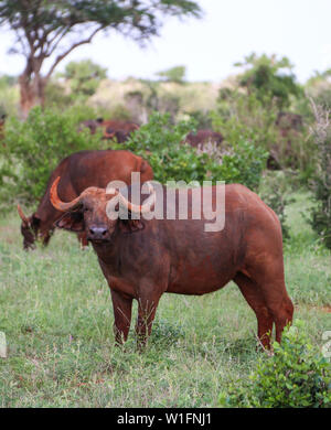 Tsavo Ost Nationalpark Stockfoto