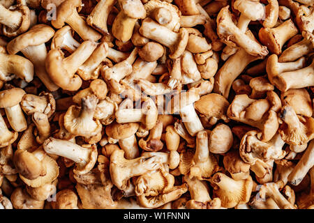 Frische gelbe Pfifferlinge. Eine Nahaufnahme einer Menge Pilze Stockfoto