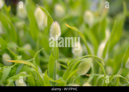 Nahaufnahme von Bunny Schwanz Gras Lagurus Ovatus Stockfoto