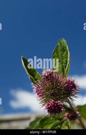 Klette Pflanze in Blüte gegen einen strahlend blauen Sommerhimmel Stockfoto