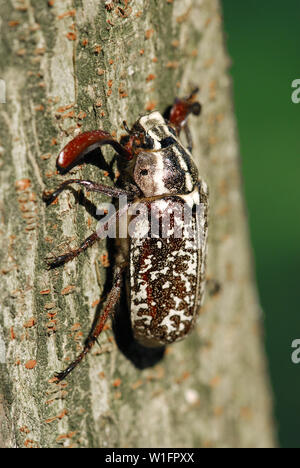 Polyphylla fullo, Walker, Türkischer Maikäfer Stockfoto