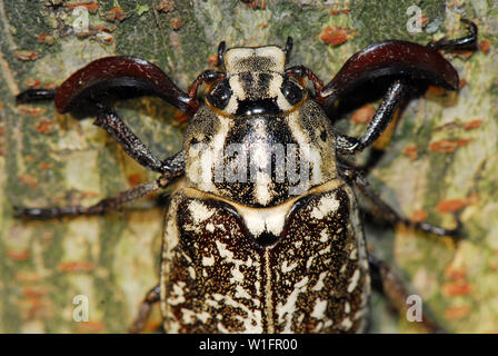 Polyphylla fullo, Walker, Türkischer Maikäfer Stockfoto