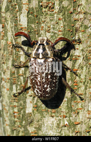 Polyphylla fullo, Walker, Türkischer Maikäfer Stockfoto