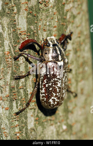 Polyphylla fullo, Walker, Türkischer Maikäfer Stockfoto