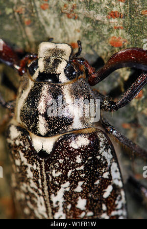Polyphylla fullo, Walker, Türkischer Maikäfer Stockfoto
