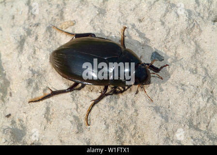 Große silber Wasser Käfer, Hydrous piceus, Großer Kolbenwasserkäfer Stockfoto
