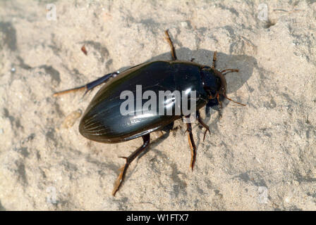 Große silber Wasser Käfer, Hydrous piceus, Großer Kolbenwasserkäfer Stockfoto