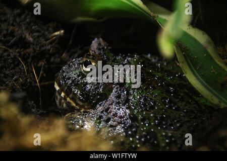 Nahaufnahme der Argentinischen gehörnten Frosch auf den Boden begraben. Stockfoto