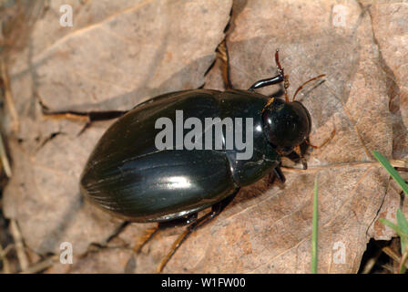Große silber Wasser Käfer, Hydrous piceus, Großer Kolbenwasserkäfer Stockfoto