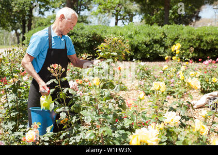 Portrait von älteren Menschen die Pflege von rosenbusch am Blumenbeet in Park Stockfoto