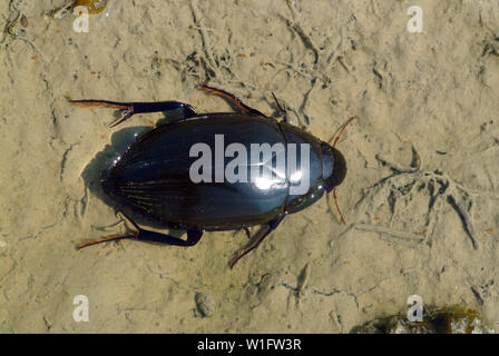 Große silber Wasser Käfer, Hydrous piceus, Großer Kolbenwasserkäfer Stockfoto