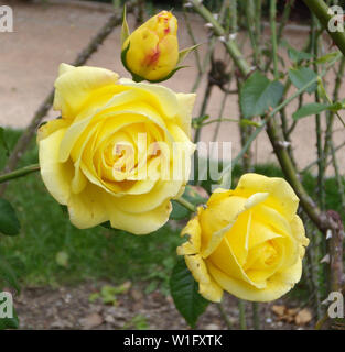 Close-up Schöne gelbe Rose in einem Garten. Schönen blühenden zarten Rose auf einen dunkelgrünen Hintergrund. Konzept für Liebe in Valentinstag Stockfoto