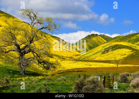 California Wildblumen Stockfoto