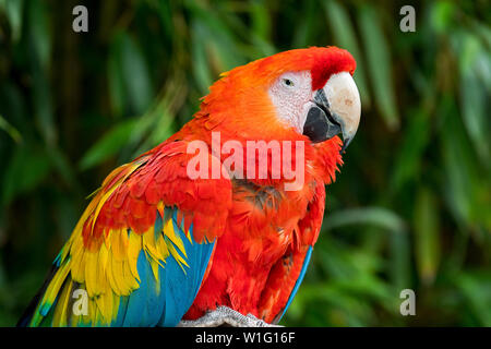 Hellrote Ara (Ara macao) Close-up Portrait, einheimische Wälder der tropischen Mittel- und Südamerika Stockfoto