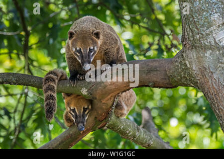 Zwei neugierige südamerikanische Nasenbären/Ring-tailed Nasenbär (Nasua nasua) Blick nach unten vom Baum, einheimische Wälder der tropischen Südamerika Stockfoto