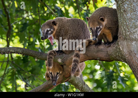 Familie der Südamerikanischen Nasenbären/Ring-tailed Nasenbär (Nasua nasua) im Baum, einheimische Wälder der tropischen und subtropischen Südamerika Stockfoto