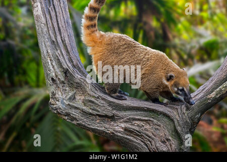 Südamerikanischer Nasenbär/Ring-tailed Nasenbär (Nasua nasua) im Baum, einheimische Wälder der tropischen und subtropischen Südamerika Stockfoto