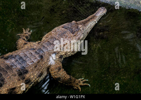 West African schlank-snouted Krokodil (Mecistops Cataphractus) wartet im Hinterhalt auf Beute im Wasser in der Nähe des Bank in Westafrika Stockfoto