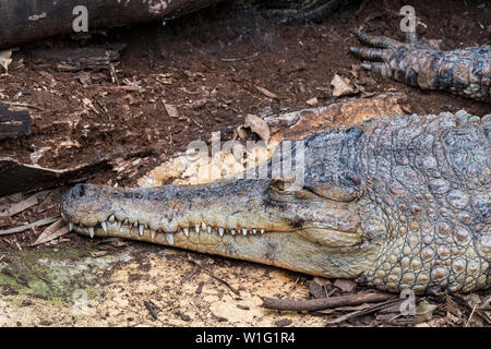 Nahaufnahme Porträt der Westafrikanischen schlank-snouted Krokodil (Mecistops Cataphractus) Native nach Westafrika Stockfoto