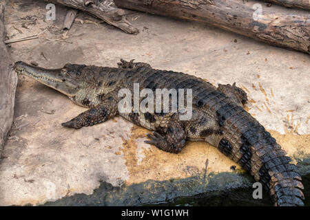 Gefährdeten Westafrikanischen schlank-snouted Krokodil (Mecistops Cataphractus) Native nach Westafrika in Zoo Stockfoto