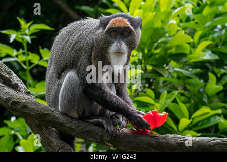 De Brazza Affen (Cercopithecus neglectus) heimisch in Zentralafrika, das Essen von Früchten im Baum Stockfoto