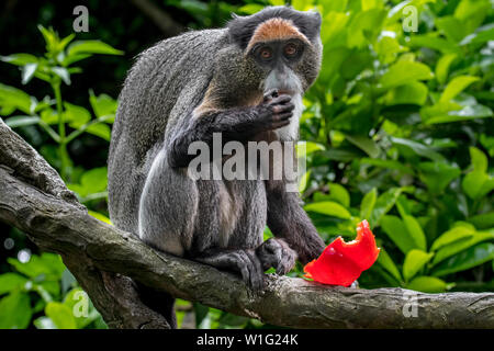 De Brazza Affen (Cercopithecus neglectus) heimisch in Zentralafrika, das Essen von Früchten im Baum Stockfoto