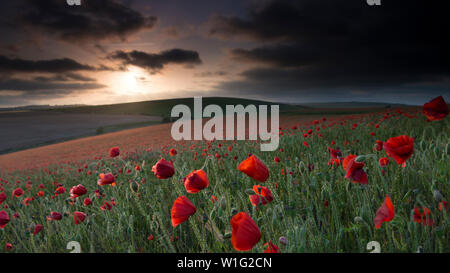 Ein Feld mit Klatschmohn - Papaver rhoeas bei Sonnenuntergang auf der South Downs National Park, East Sussex, England, UK, Gb. Stockfoto