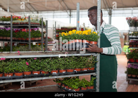 Afrikanische amerikanische Mann florist Anordnen von Blumen Tagetes Patula Pflanzen in Töpfen auf dem Regal im Garten zu speichern Stockfoto