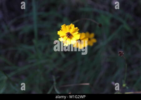 Ein Trio von Texas wilde Blumen Aufstieg von Waldboden. Stockfoto