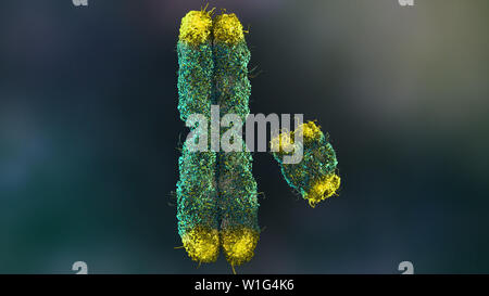 X- und Y-Chromosomen durch Telomere Stockfoto