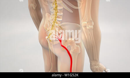 Ischiasnerv Schmerz 3D-Darstellung Stockfoto