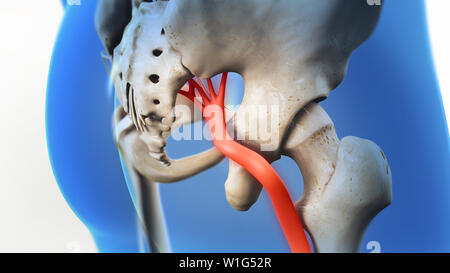 Ischiasnerv Schmerz 3D-Darstellung Stockfoto