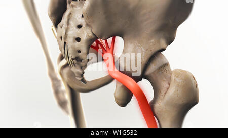 Ischiasnerv Schmerz 3D-Darstellung Stockfoto