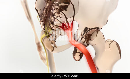 Ischiasnerv Schmerz 3D-Darstellung Stockfoto