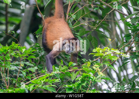 Geoffroy's Spider monkey (Ateles geoffroyi) Nahrungssuche in den Baumkronen in Maquenque, Costa Rica Stockfoto