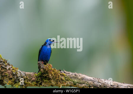 Männlich red-legged honeycreeper (Cyanerpes cyaneus) hocken auf einem Ast in Maquenque, Costa Rica. Stockfoto