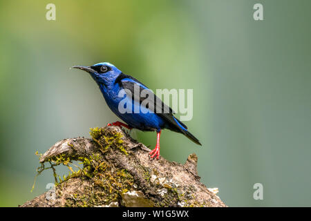 Männlich red-legged honeycreeper (Cyanerpes cyaneus) hocken auf einem Ast in Maquenque, Costa Rica Stockfoto