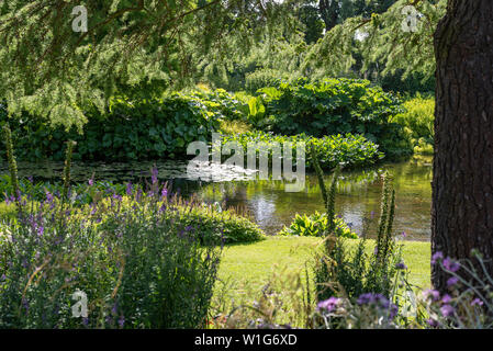 Teich am Beth Chatto Garten, Elmstead, Colchester, Suffolk, Großbritannien Stockfoto